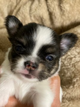 チワワ(ロング)【大阪府・男の子・2021年3月28日・ホワイト&ブラック】の写真「綺麗なパーティーカラーの子です！」