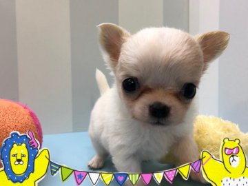 チワワ(ロング)【大阪府・女の子・2019年10月26日・ホワイト&クリーム】の写真「クリクリお目目の子❣️両親、遺伝子検査済み」