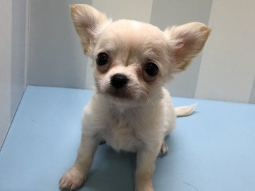チワワ(ロング)【大阪府・男の子・2019年11月17日・クリーム&ホワイト】の写真「ちいちゃな男の子です！両親、遺伝子検査済み」