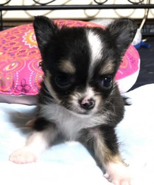 チワワ(ロング)【大阪府・女の子・2019年7月3日・ブラックタン&ホワイト】の写真「こんな可愛くて小さな子めったに出ません！」