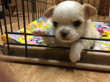 チワワ(ロング)【大阪府・男の子・2017年8月15日・クリーム&ホワイト】の写真「オデコまん丸の鼻ぺちゃさんです(o^^o)」