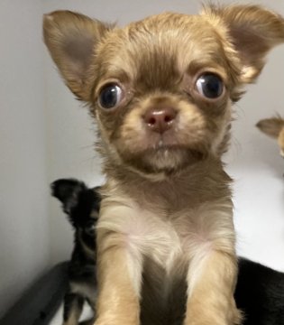 チワワ(ロング)【大阪府・男の子・2021年1月26日・チョコレート】の写真「ゴールドのような綺麗な毛色の子です。」