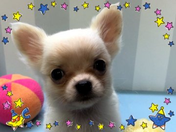 チワワ(ロング)【大阪府・男の子・2019年10月26日・ホワイト&クリーム】の写真「優しいお目目が可愛い子❣️両親、遺伝子検査済み」