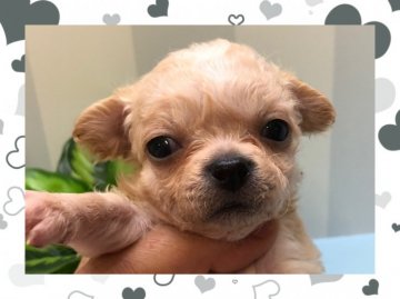 チワワ(ロング)【大阪府・男の子・2020年3月6日・クリーム&ホワイト】の写真「少しウェーブした毛質が可愛い子です！」