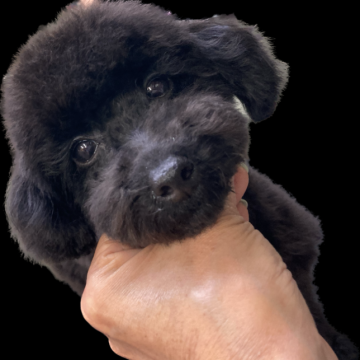 トイプードル(トイ)【大阪府・男の子・2022年12月15日・ブラック】の写真「お茶目で可愛い男の子です！
ワクチン代も込み込み」