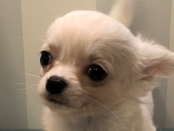 チワワ(ロング)【大阪府・男の子・2019年11月17日・ホワイト&クリーム】の写真「元気いっぱいです！両親、遺伝子検査済み」