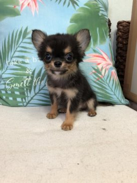 チワワ(ロング)【大阪府・男の子・2020年6月27日・ブラックタン】の写真「お顔の可愛さピカイチの男の子です！」