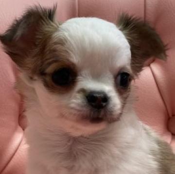 チワワ(ロング)【大阪府・女の子・2022年10月9日・ホワイト&フォーン】の写真「大人しくて女の子らしい子です！」