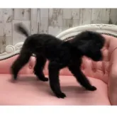 トイプードル(トイ)【大阪府・男の子・2022年12月15日・ブラック】の写真4