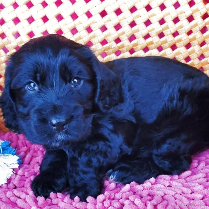 ID：2504-03650の子犬