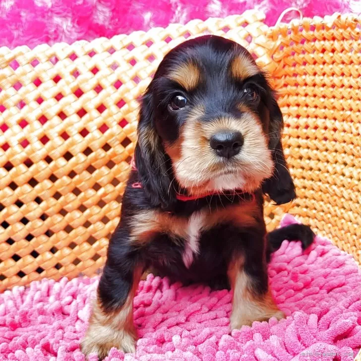 ID：2507-01582の子犬