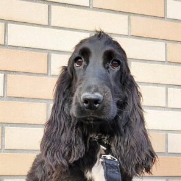 イングリッシュコッカースパニエル【静岡県・男の子・2025年5月23日・ブラック】の写真「お目目👀くりくりで可愛いお顔♡」