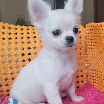 チワワ(ロング)【静岡県・女の子・2024年12月25日・クリーム】の写真「毛色クリームにしてありますがホワイトに近い毛色です」