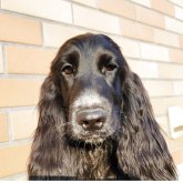 イングリッシュコッカースパニエル