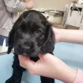 イングリッシュコッカースパニエル【静岡県・女の子・2025年3月8日・ブラック】の写真2