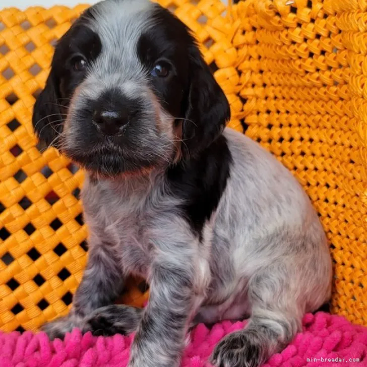 ID：2308-05307の子犬