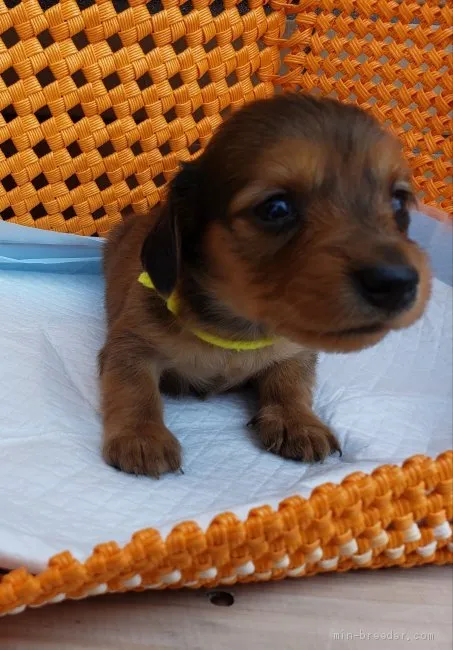 ID：2105-03292の子犬