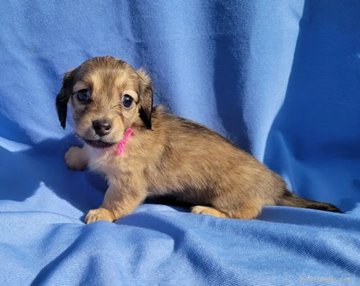 ID：2201-03134の子犬