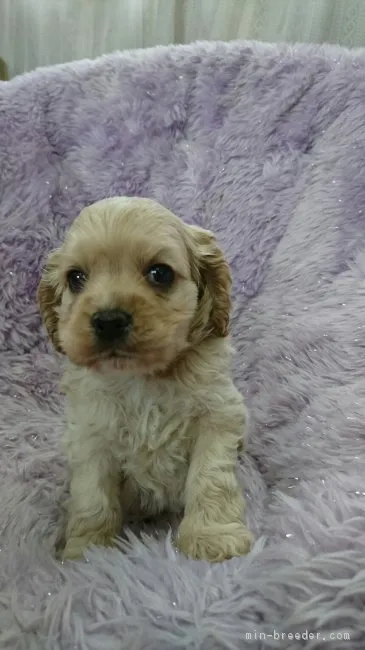 りな 様のお迎えした子犬