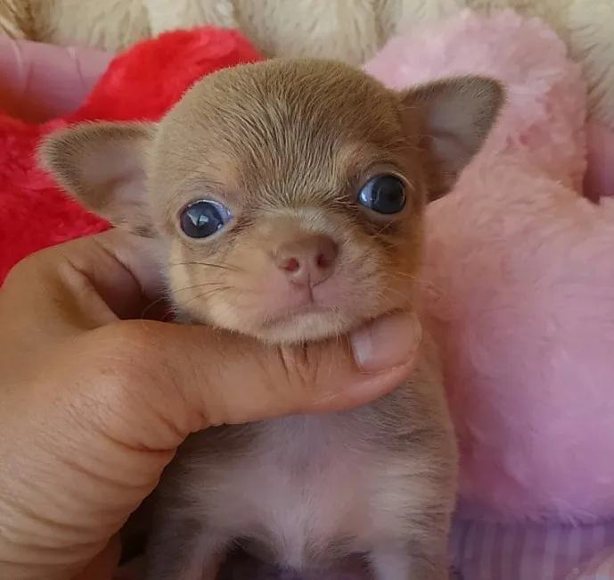 チャッピー 様のお迎えした子犬