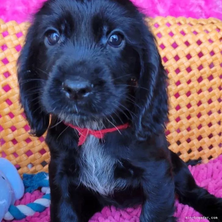 ID：2407-01681の子犬