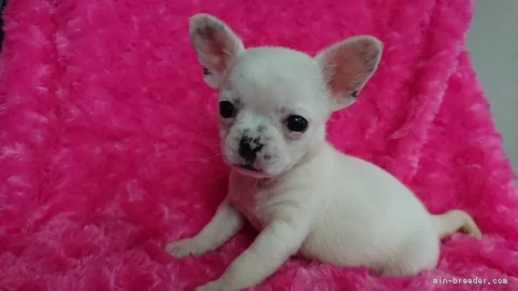 ID:1803-00586の子犬
