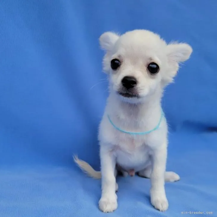 ID:2206-00469の子犬