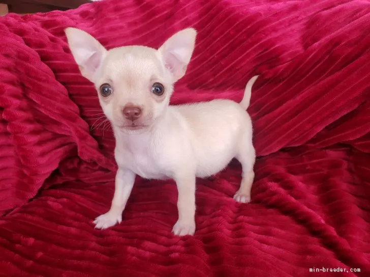 ID：2103-01055の子犬