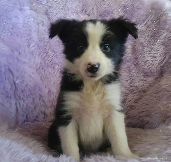R50 様のお迎えした子犬