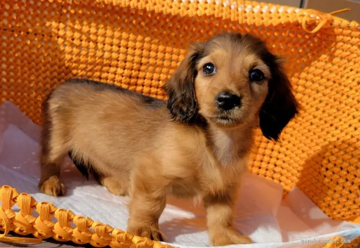 ID：2203-03525の子犬