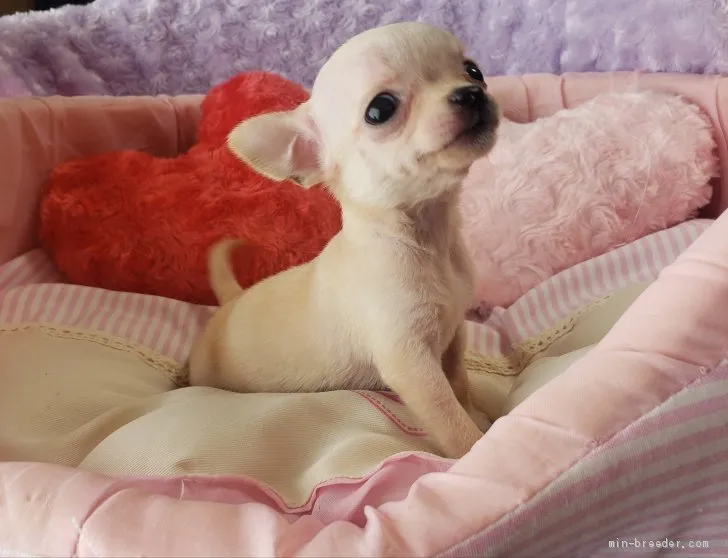 ID：2103-01054の子犬