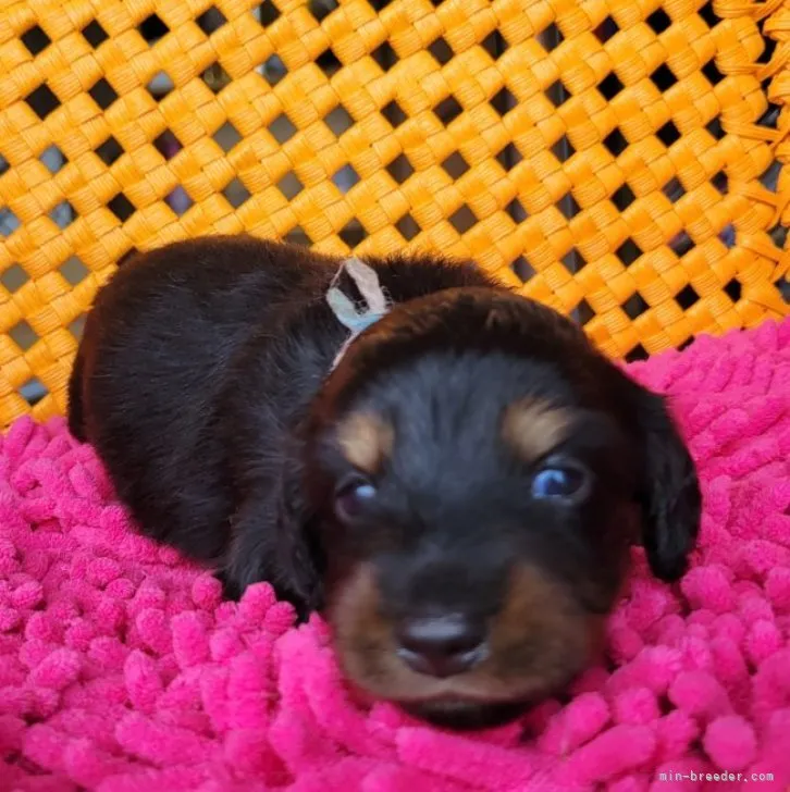 ID：2308-00799の子犬