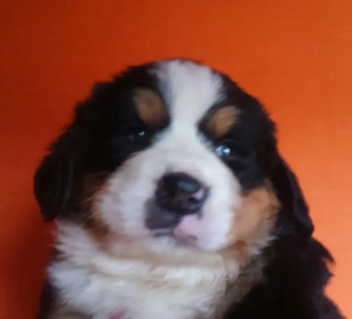 ID:1605-00530の子犬