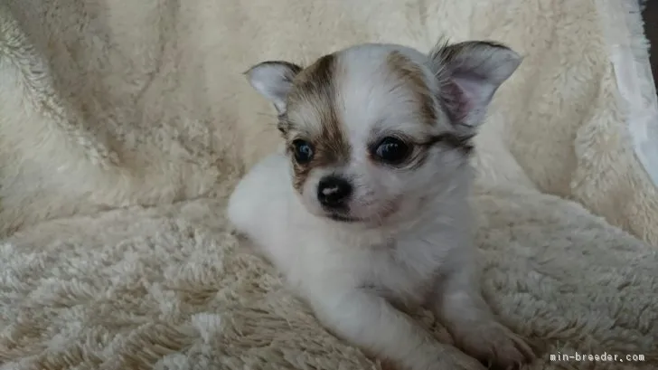 ID:1702-01036の子犬