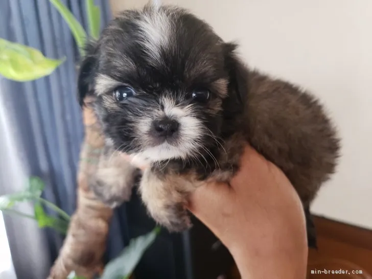 ID：2006-00301の子犬