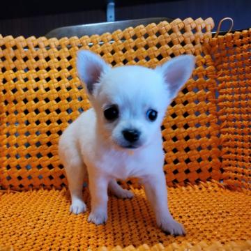 チワワ(ロング)【静岡県・女の子・2022年5月14日・クリーム系】の写真「6匹兄妹でお顔の可愛い小さな女の子」