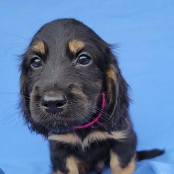 ママはイングリッシュコッカー パパはKダックス【静岡県・男の子・2022年8月1日・ブラック&タン】の写真「パパより、ママのインギーよりになると思います。」