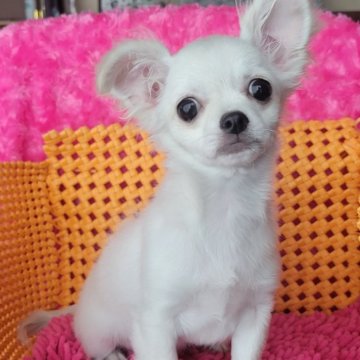 チワワ(ロング)【静岡県・男の子・2023年12月23日・クリーム】の写真「お目目くりくりで人間大好き甘えん坊君です。❣️」