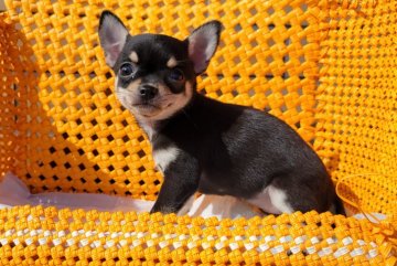 チワワ(スムース)【静岡県・女の子・2022年3月3日・ブラック&クリーム】の写真「気にならない程度のアンダーショットです。」