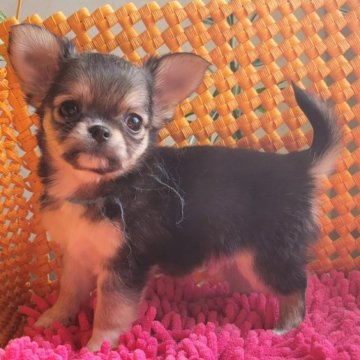 チワワ(ロング)【静岡県・男の子・2022年12月3日・フォーンセーブル&クリーム、ホワイトマーキングス】の写真「お鼻の詰まった可愛い男の子です。」