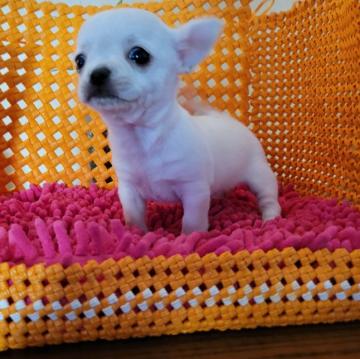 ママはスムースコートチワワ、パパはフレンチブルドッ【静岡県・男の子・2022年10月20日・ホワイト】の写真「めっちゃ可愛い元気な子でフレンチブルドッグ寄りです」