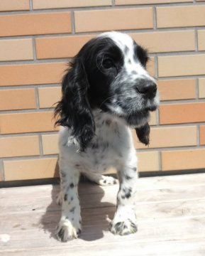 イングリッシュコッカースパニエル【静岡県・男の子・2021年12月3日・ホワイト&ブラック】の写真「人懐こくて遊び好きな可愛い男の子です。」