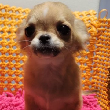 チワワ(ロング)【静岡県・男の子・2022年12月3日・レッド&ホワイトマーキングス】の写真「お鼻の詰まった可愛い男の子。」