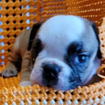 ブルドッグ【静岡県・男の子・2022年5月3日・レッド&ホワイト】の写真「ムチムチボディのイケメン君」