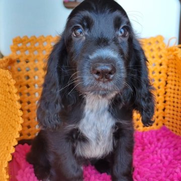 イングリッシュコッカースパニエル【静岡県・男の子・2023年7月24日・ブラック】の写真「唯一ママと同じブラックの男の子です。」