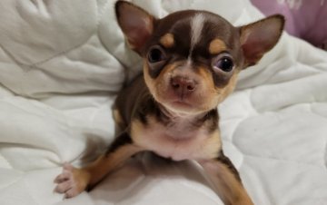 チワワ(スムース)【静岡県・女の子・2022年1月28日・チョコレート&タン ホワイトマーキング】の写真「小ぶりなのに骨格のしっかりした女の子です。」