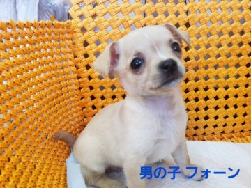 チワワ(スムース)【静岡県・男の子・2019年12月10日・フォーン】の写真「人懐っこい元気な男の子です。」