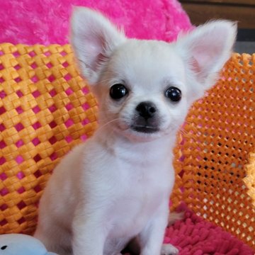 チワワ(ロング)【静岡県・男の子・2024年6月28日・クリーム】の写真「ベビーフェイスな可愛い男の子♡」
