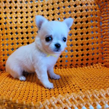 チワワ(ロング)【静岡県・女の子・2022年5月14日・クリーム系】の写真「小ぶりで可愛い女の子」