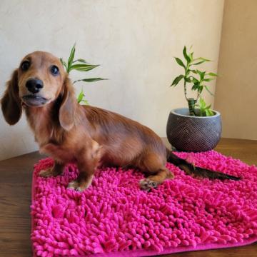 カニンヘンダックスフンド(ロング)【静岡県・男の子・2022年6月20日・シェーデッドレッド】の写真「噛み合わが本当に少しだアンダーですがお顔が可愛い子」